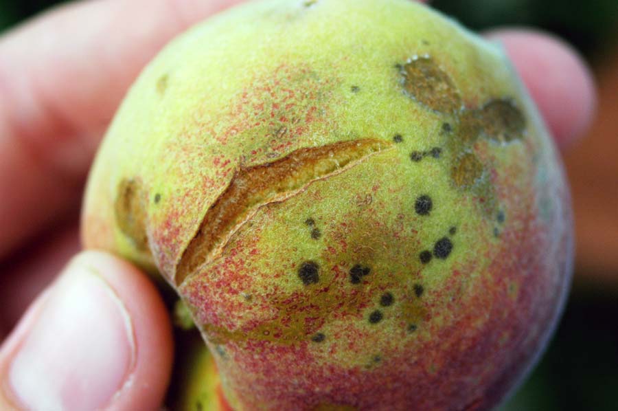 A tavalyinál kevesebb kárt okoztak a mezőgazdaságban a jégesők