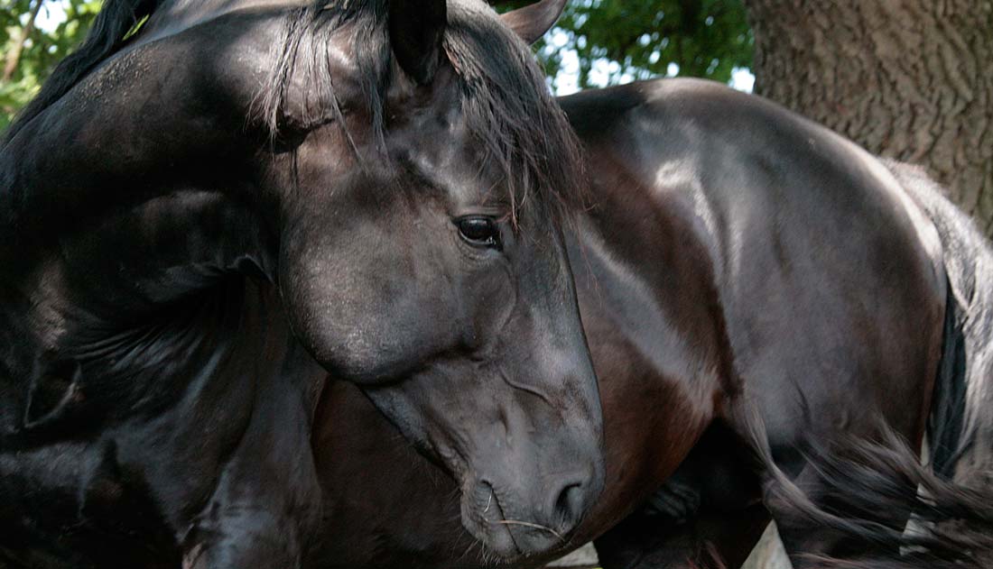 Nóniusz lovak húzzák a Megyenap hintóit Békéscsabán
