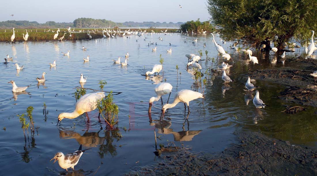 Madárparadicsommá válhat a tiszaalpári Nagy-tó