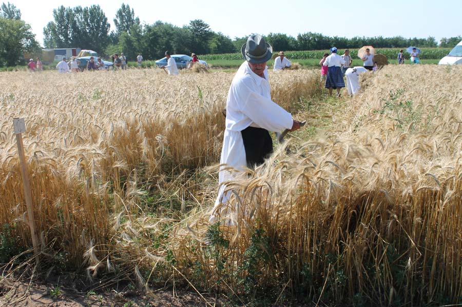 Kötélvetés, kaszakalapálás, parasztreggeli, kézi aratás Konyáron