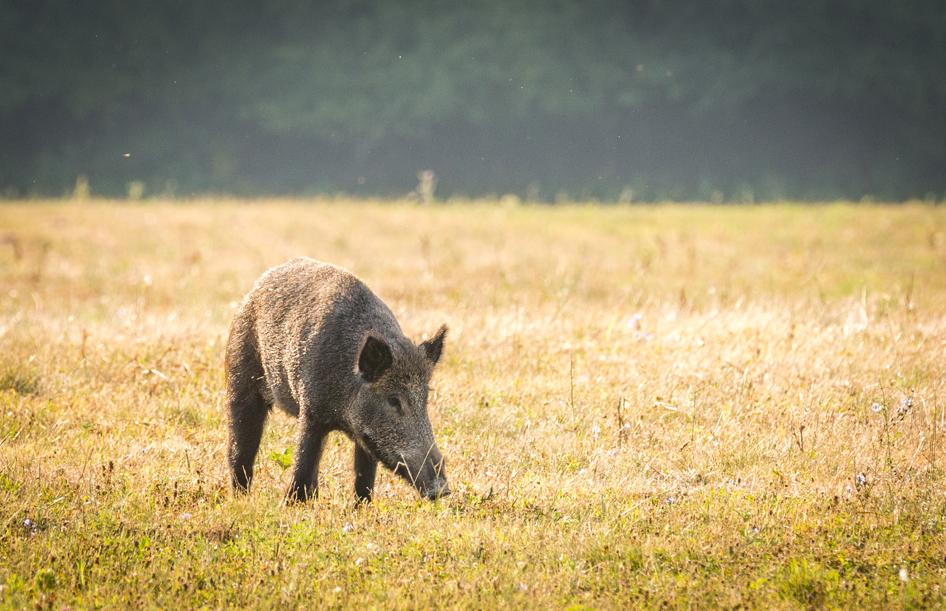 Hajdú-bihari fővadász: átalakult a megye vadállománya
