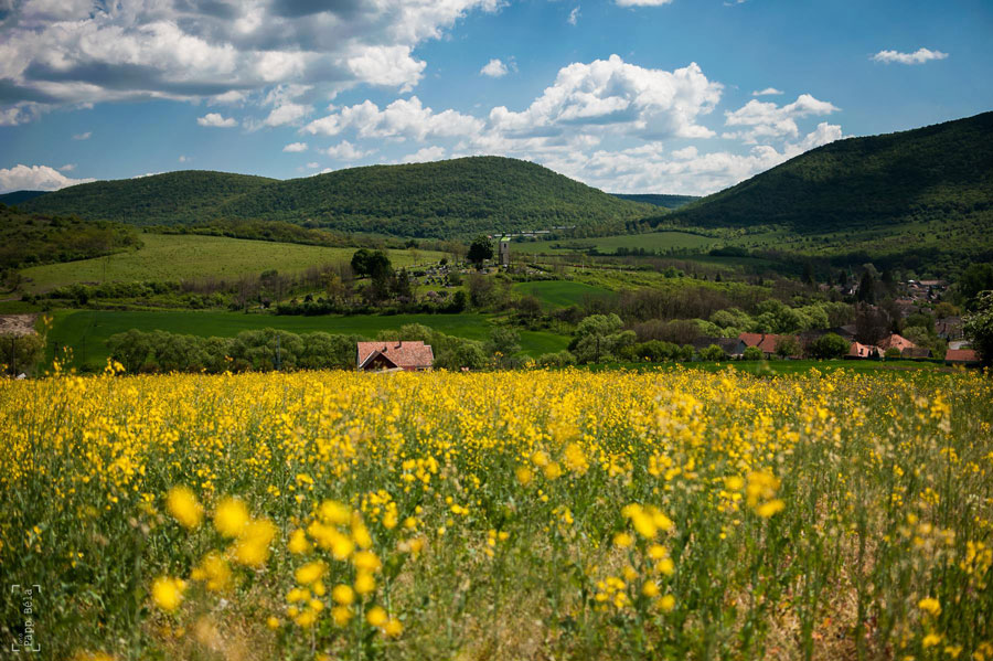 Haluskafesztivált rendeznek a Vanyarcon