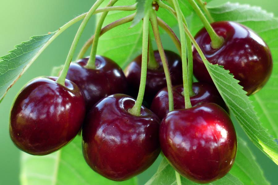 Újabb hét taggal bővült az oltalomban részesülő földrajzi árujelzők köre