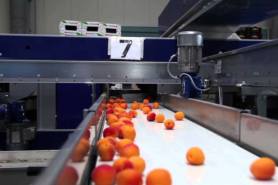 Még több kajszibarackot dolgozhatnak fel Kisvejkén