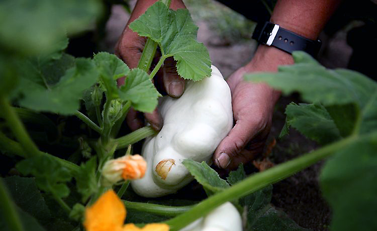 Idén is díjazták Magyarország legszebb konyhakertjeit