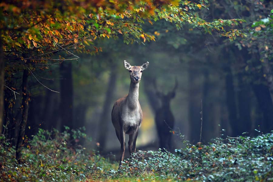 Kaposvári fotós nyerte a Somogy megyei fotópályázat fődíját