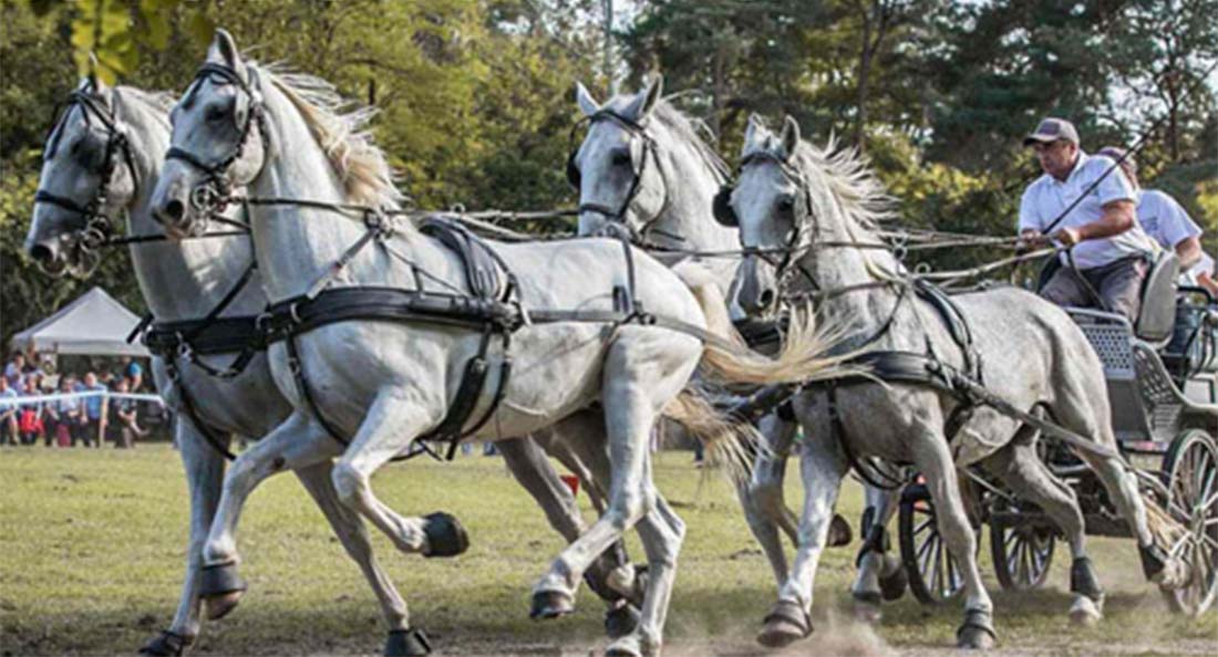 Gyurkovits Róbert – A lovazás mint életforma