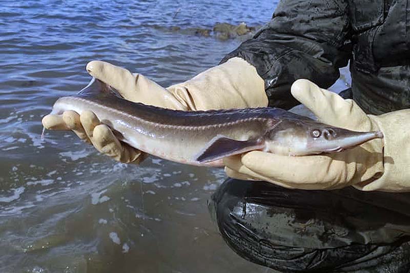 Másfél tonna kecsegét telepítettek