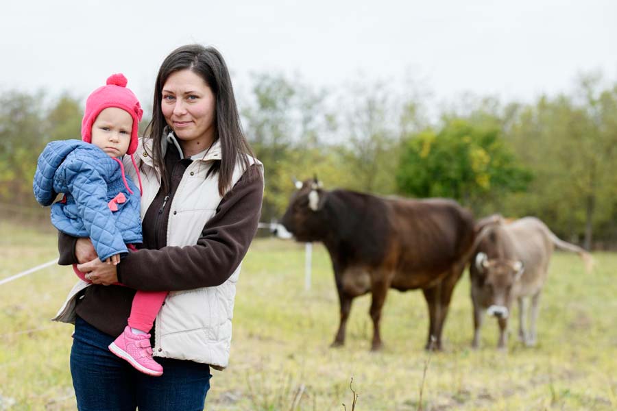 Kárpáti borzderes szarvasmarha fajta bemutatása a Boróka Farmon