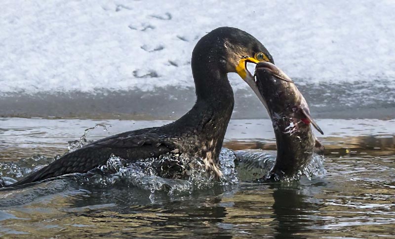 Gyérítik a kormoránokat a Dunán