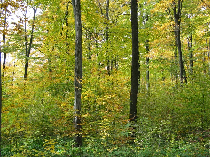 Örökerdőt hoznak létre Pilisborosjenő határában