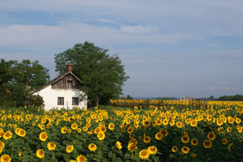 Tájékoztató a falu- és tanyagondnoki képzésről