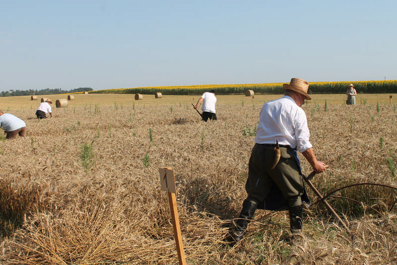 Idén is megrendezték a Kárpát-medencei Aratófesztivált Konyáron