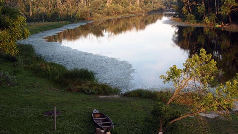 Mártózzon meg a Tőserdőben!