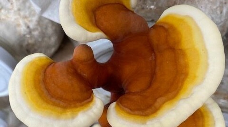 Egészség és helyi gazdaság